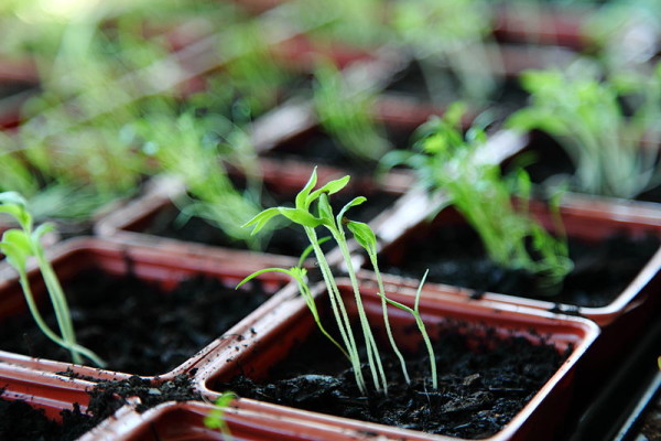 Free_Organic_Green_Spring_Plant_Seedlings_in_Natural_Window_Light_Creative_Commons_(8658017263)